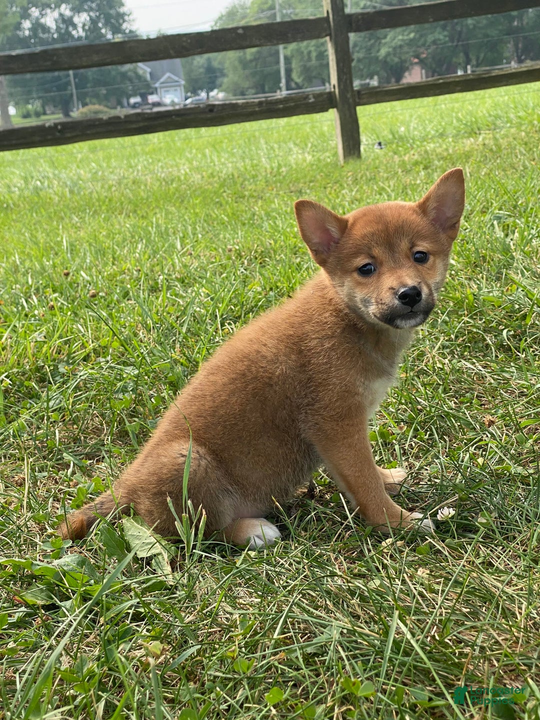 Shiba Inu dogs for sale: Izzy - Image 5