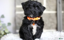 Yorkiepoo dogs for sale: Roo - Image 16