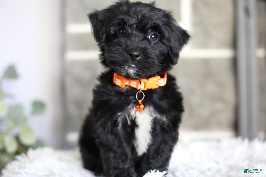 Yorkiepoo dogs for sale: Roo - Image 16