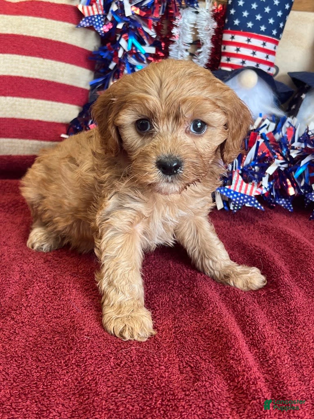Cavapoo dogs for sale: Amos - Image 3