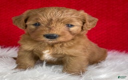 Mini Goldendoodle dogs for sale: Sherry - Image 1