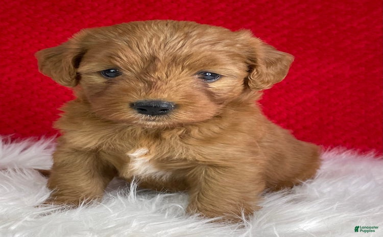Mini Goldendoodle dogs for sale - Ad 5