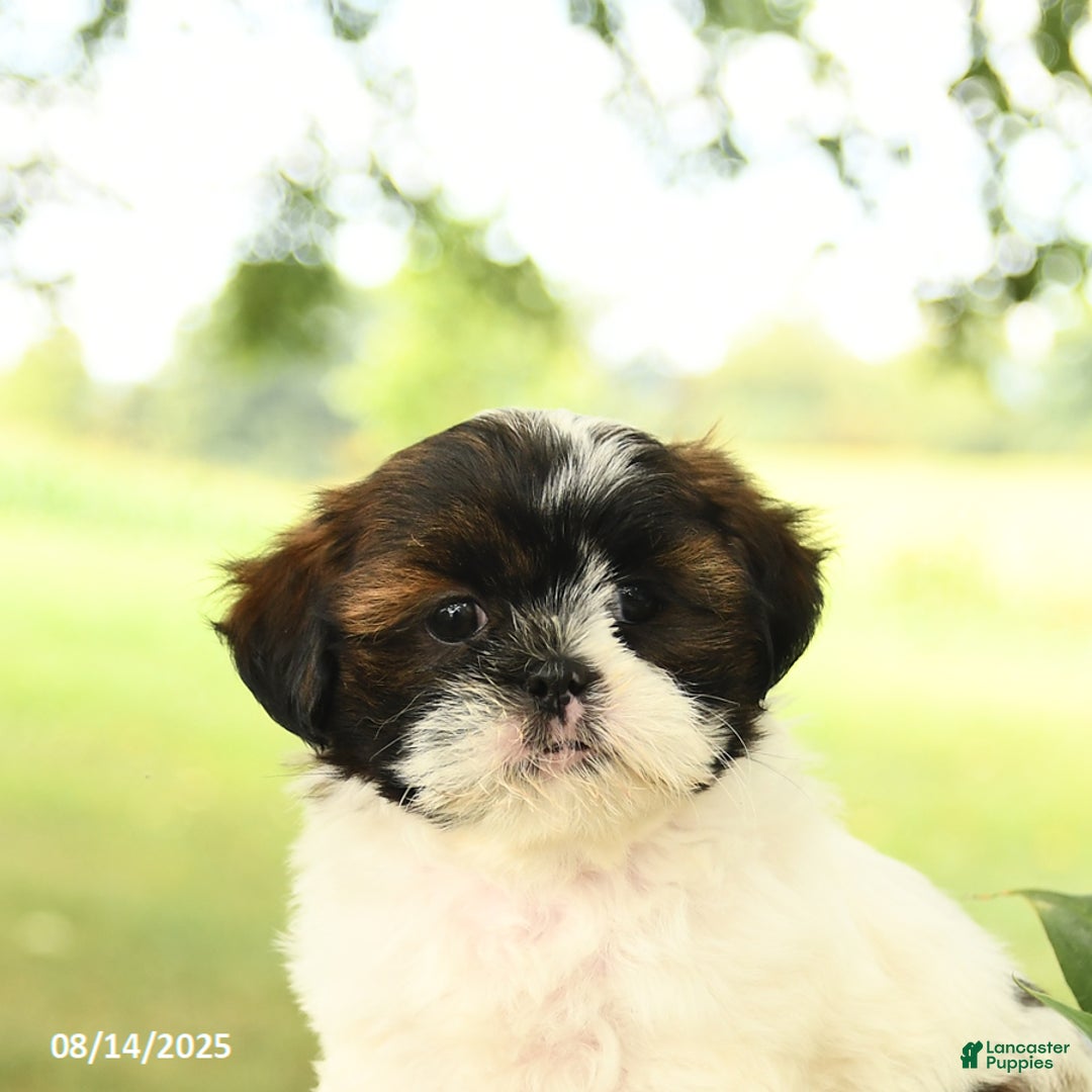 Shih Tzu dogs for sale: Lucy - Image 4