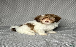 Havapoo dogs for sale: Sadie - Image 5