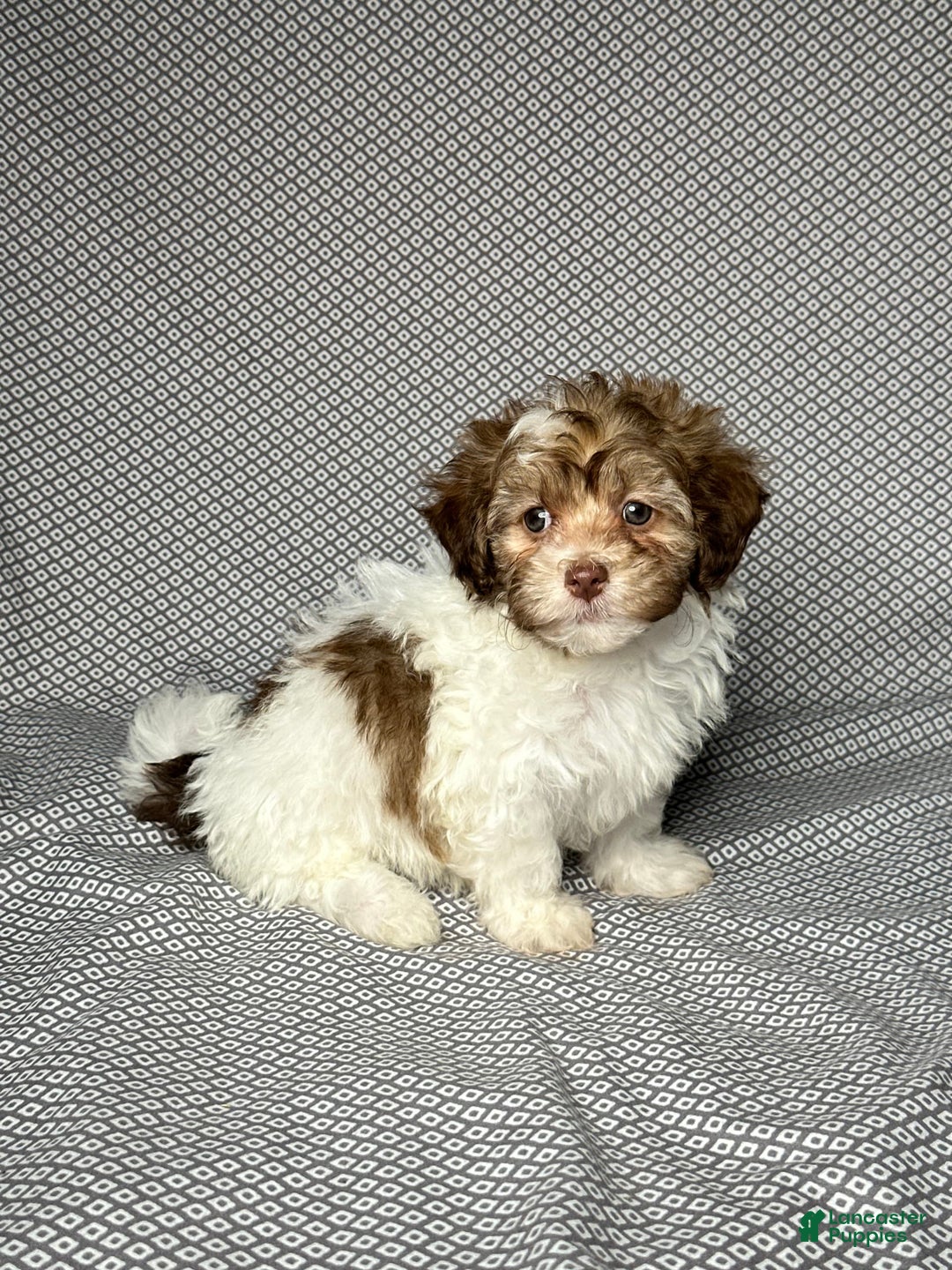 Havapoo dogs for sale: Sadie - Image 5