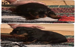 Rottweiler dogs for sale: F4 - Image 9