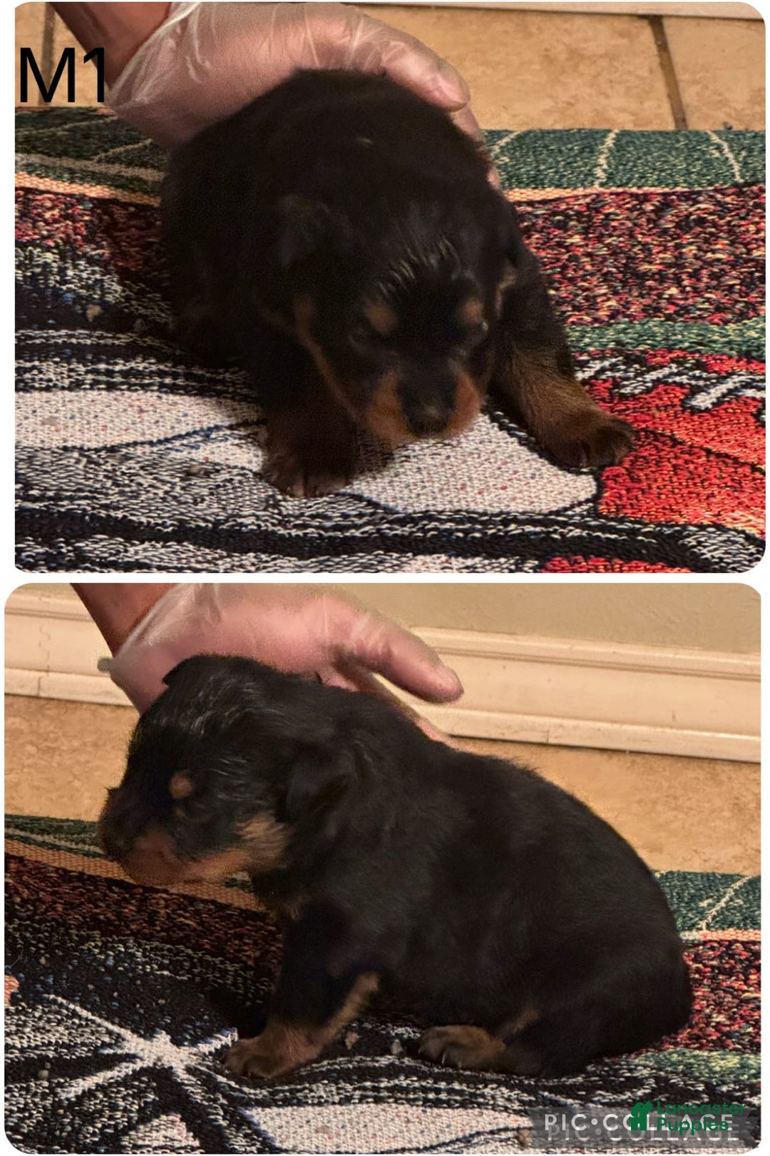 Rottweiler dogs for sale: F4 - Image 9