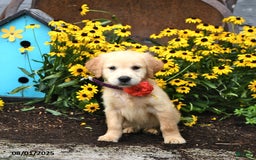 Golden Retriever dogs for sale: Fiji - Image 2