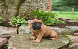 Cane Corso dogs for sale: Tova - Image 11