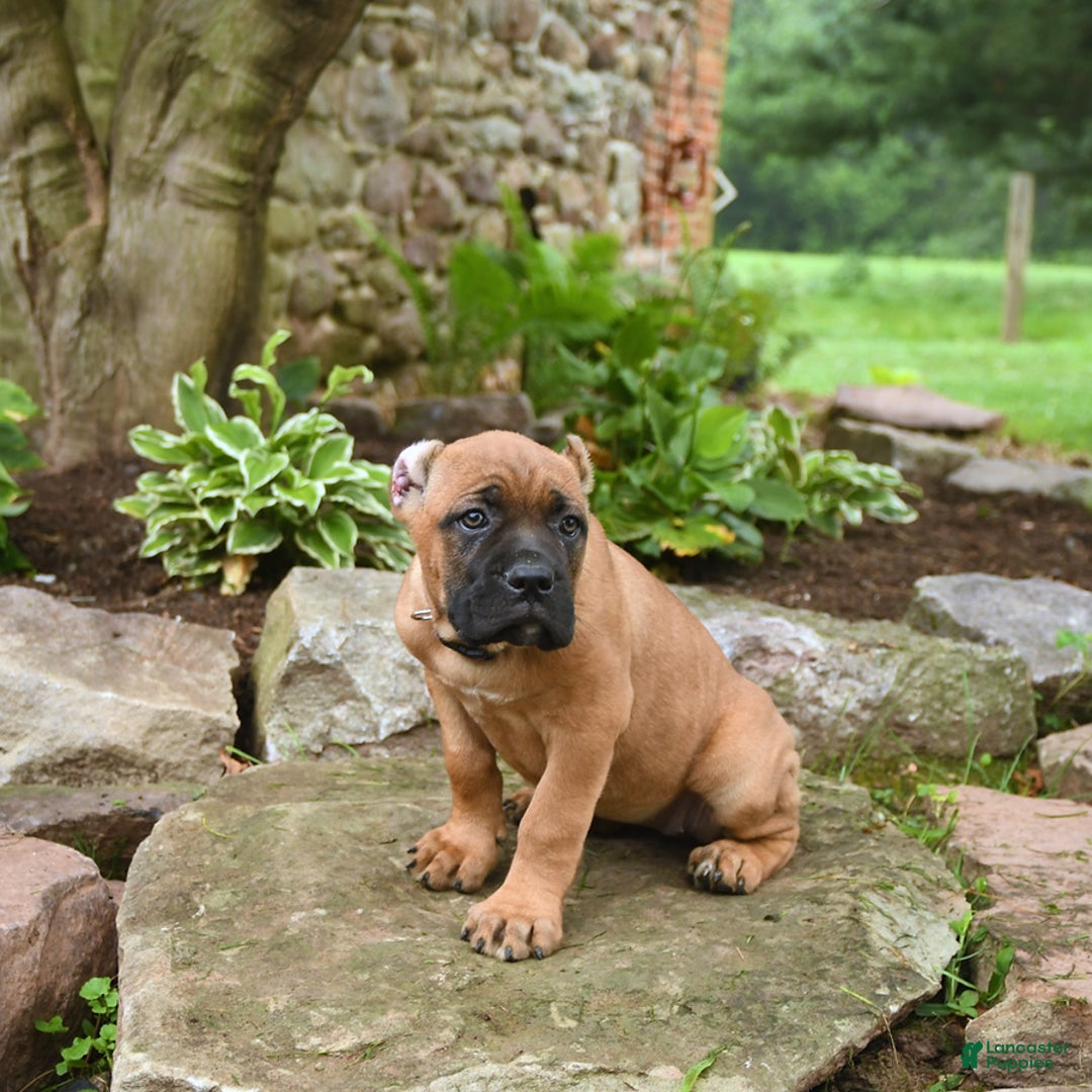 Cane Corso dogs for sale: Tova - Image 11