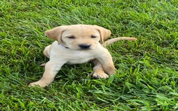 Labrador Retriever dogs for sale: Martha - Image 3