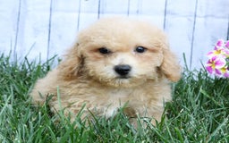 Bichpoo dogs for sale: Doogie - Image 3