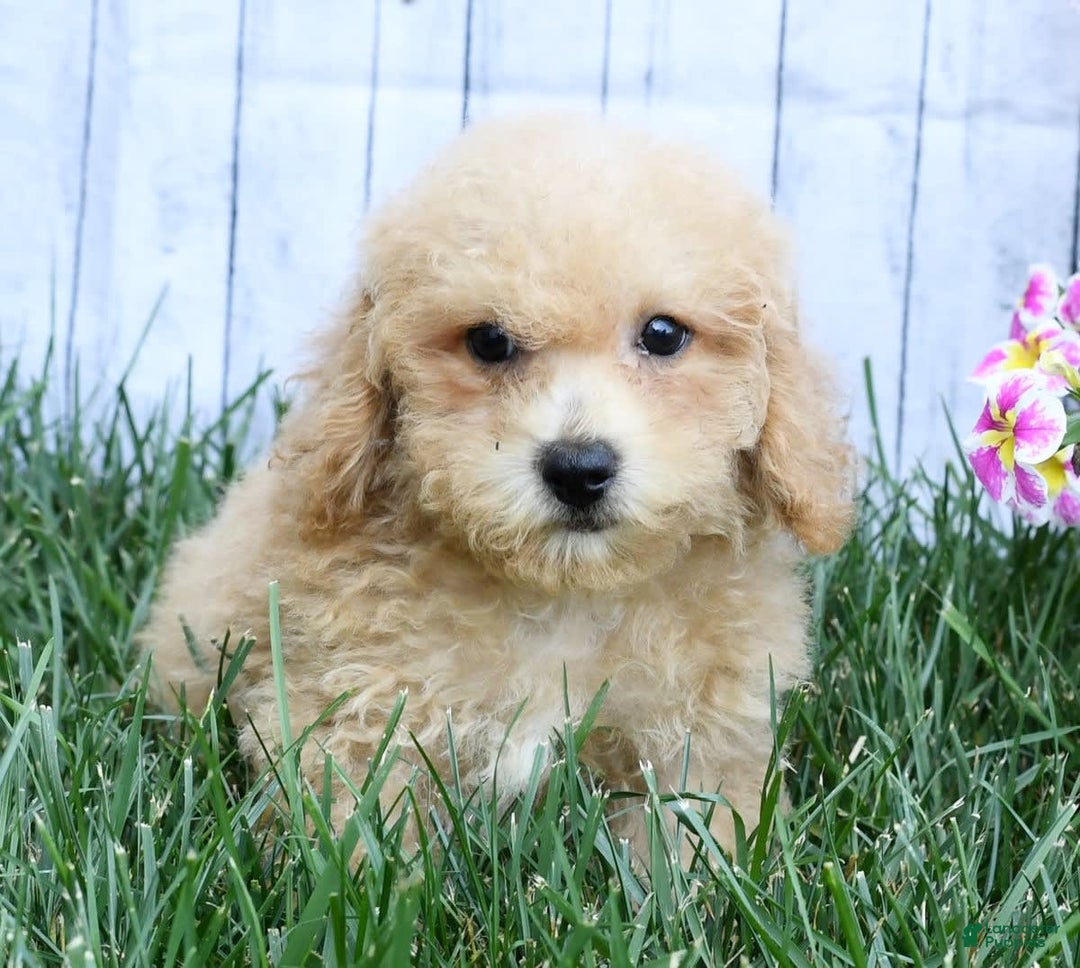 Bichpoo dogs for sale: Doogie - Image 3