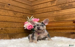 French Bulldog dogs for sale: Nila - Image 2