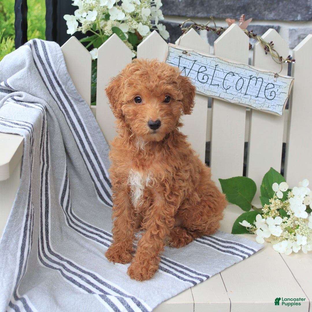 Miniature Poodle dogs for sale: Millie - Image 3