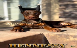 Doberman Pinscher dogs for sale: Hennessy - Image 3