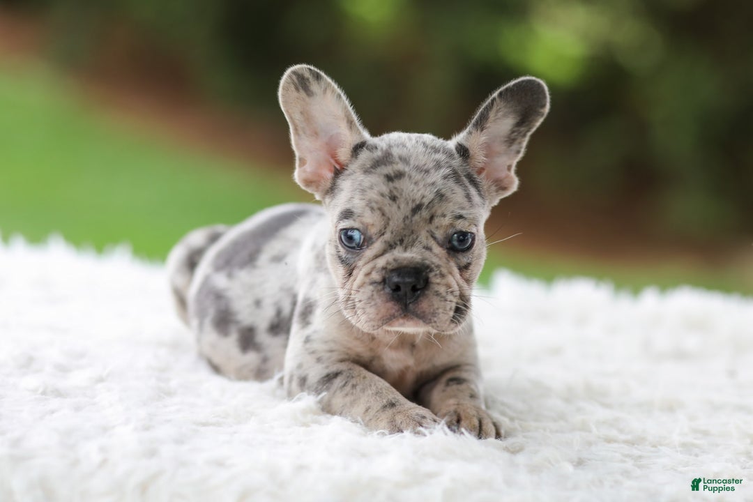 French Bulldog dogs for sale: Victor - Image 3