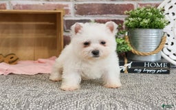 West Highland Terrier dogs for sale: Cordelia - Image 3