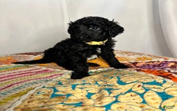 Standard Poodle dogs for sale: Fern - Image 2