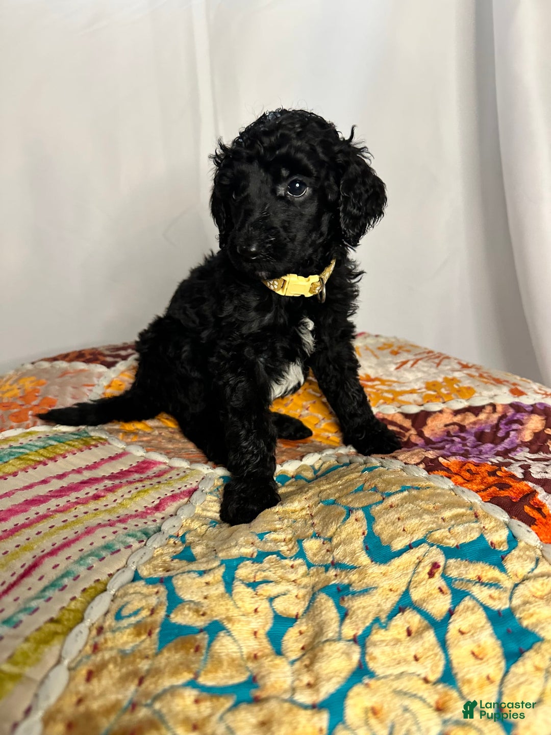 Standard Poodle dogs for sale: Fern - Image 2