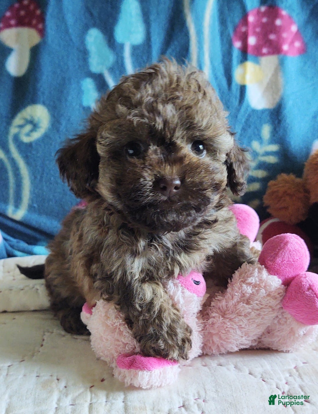 Maltipoo dogs for sale: Chocolate Peanut - Image 16