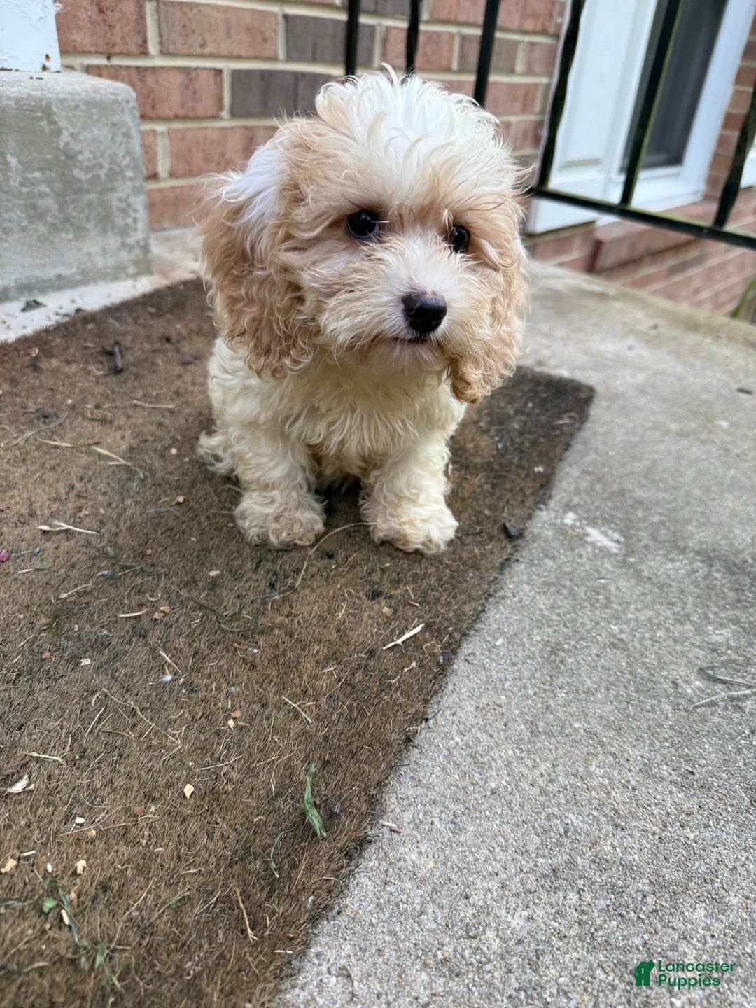 Cockapoo dogs for sale: Terri - Image 3