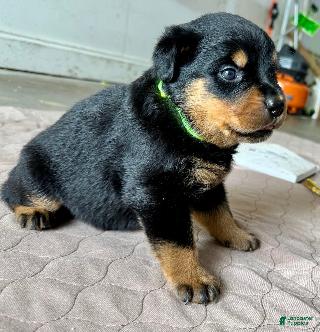 Rottweiler dogs for sale: Green Collar - Image 5