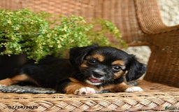 Chihuahua dogs for sale: Lars - Image 3