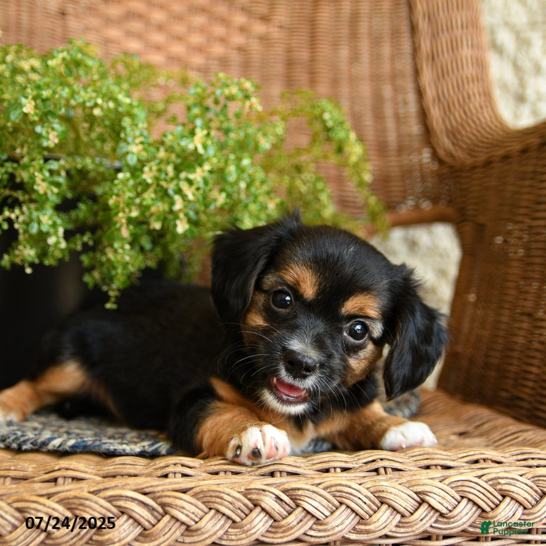 Chihuahua dogs for sale: Lars - Image 3