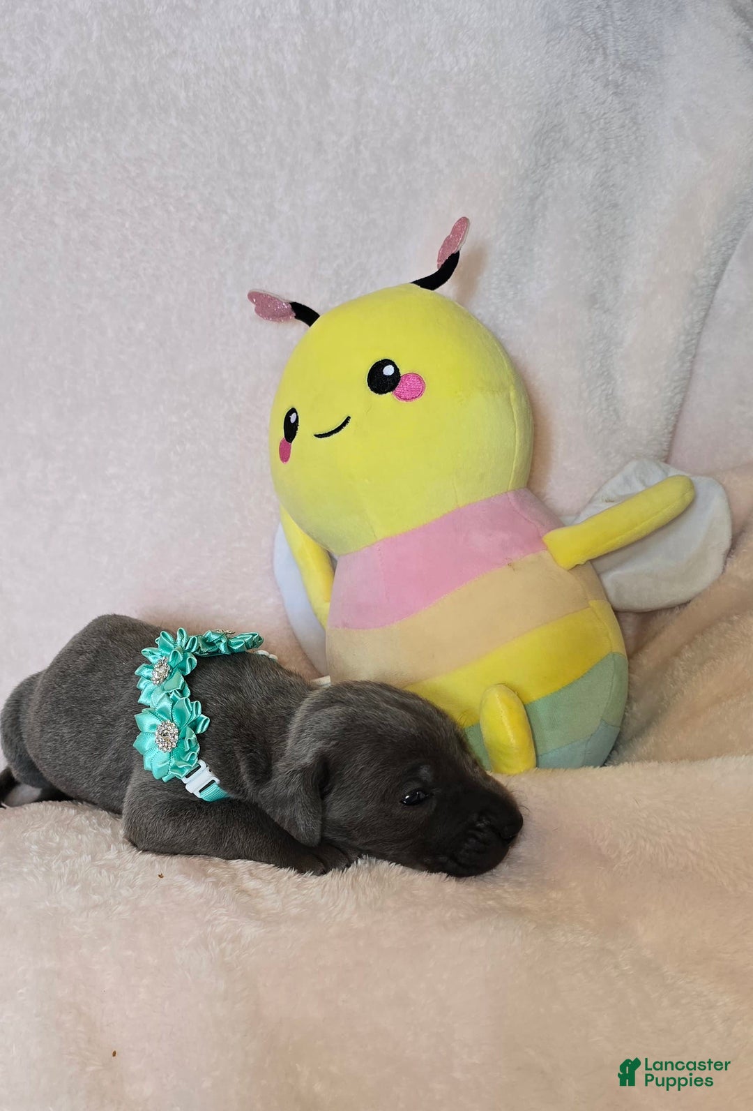 Great Dane dogs for sale: Sky - Image 15