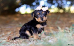 Yorkshire Terrier dogs for sale: Holly - Image 3
