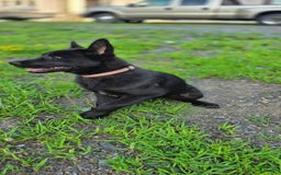Dutch Shepherd dogs for sale: Puppy - Image 5