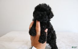 Shihpoo dogs for sale: Layla - Image 5