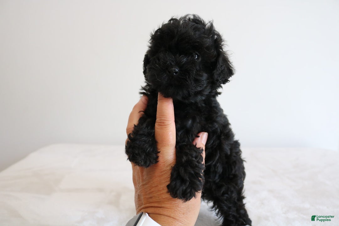 Shihpoo dogs for sale: Layla - Image 5