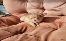 Chihuahua dogs for sale: Utz - Image 2