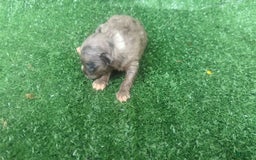 Chihuahua dogs for sale: Merle - Image 3