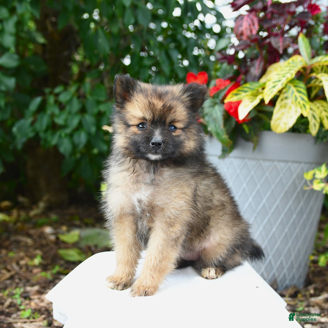 Pomeranian dogs for sale: Pomeranian 6 puppies - Image 2