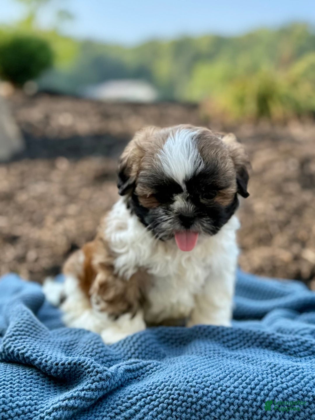 Shih Tzu dogs for sale: Apollo - Image 4
