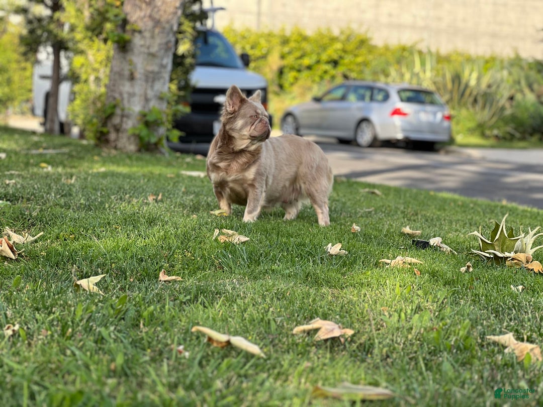 French Bulldog dogs for sale: Birkin - Image 15