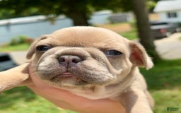 French Bulldog dogs for sale: Elain - Image 3