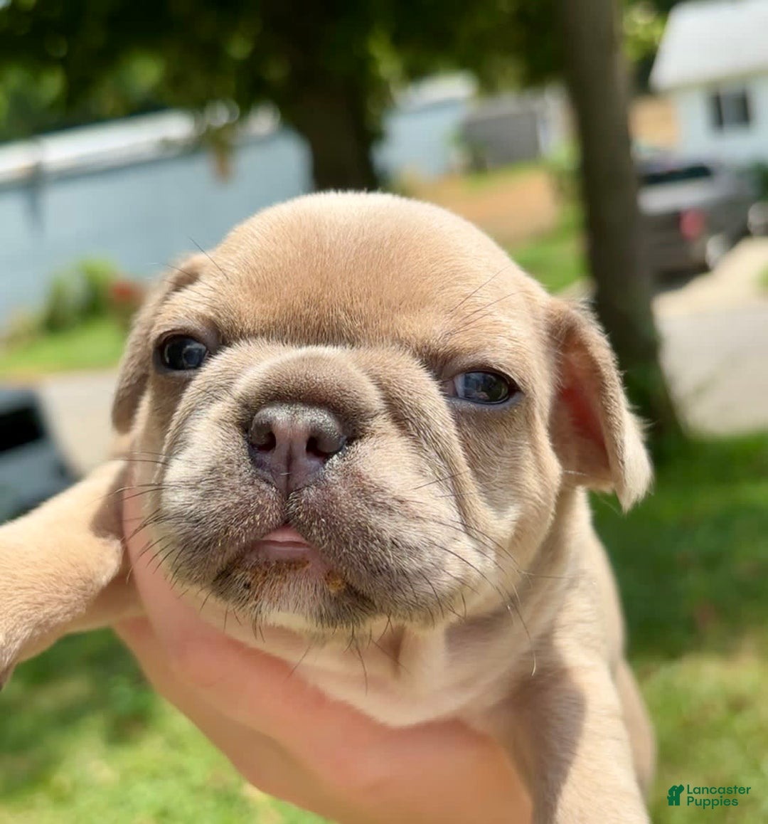 French Bulldog dogs for sale: Elain - Image 3
