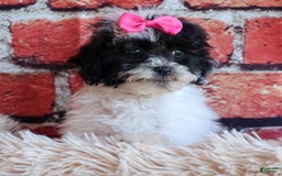 Bichpoo dogs for sale: Baby Doll - Image 20