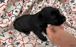 Standard Schnauzer dogs for sale: Sawyer - Image 2