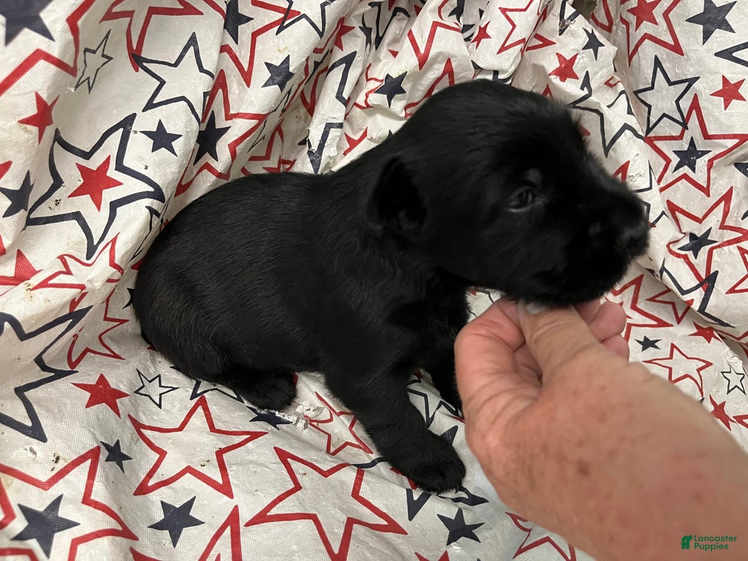 Standard Schnauzer dogs for sale: Sawyer - Image 2