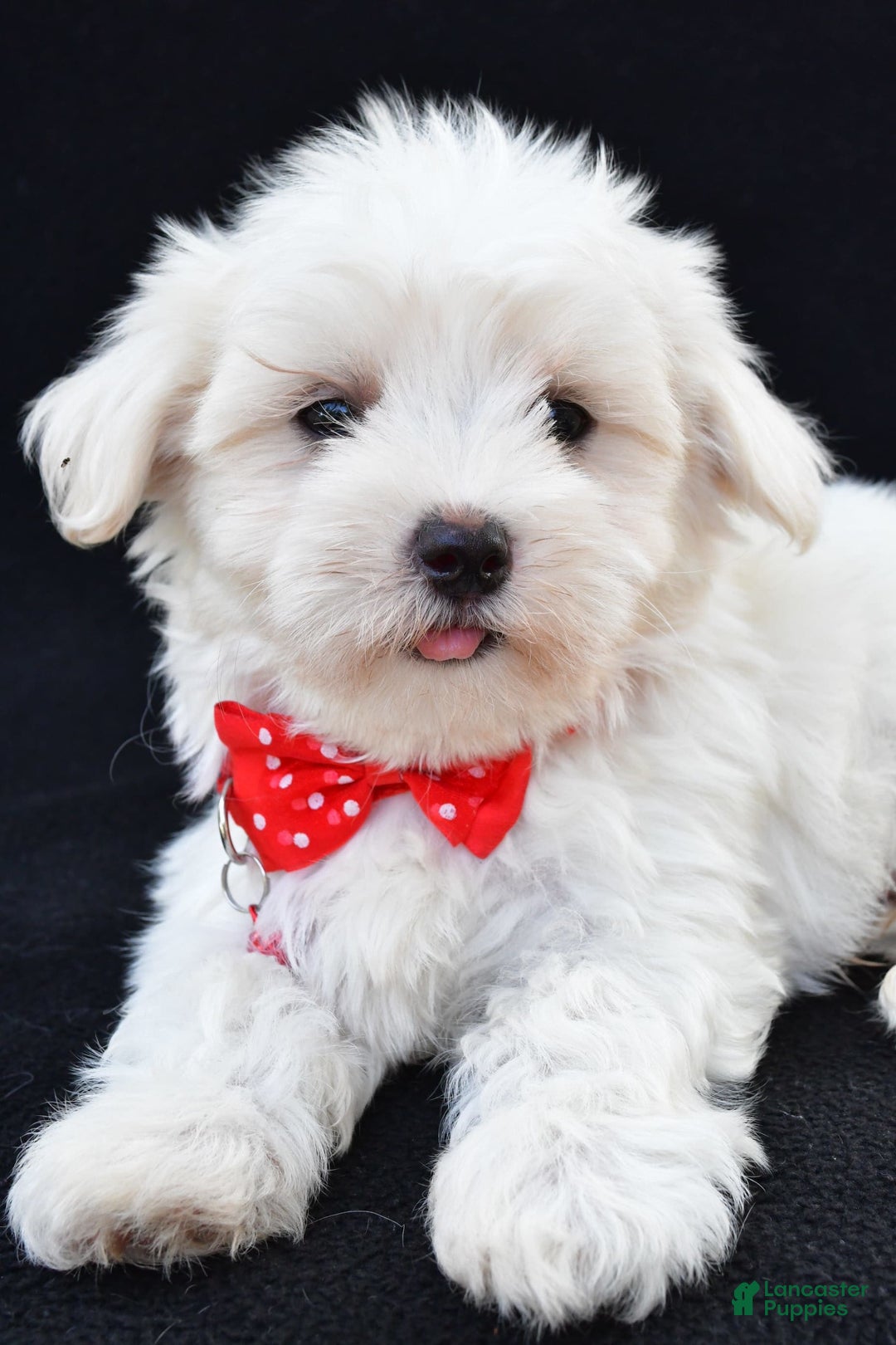 Maltese dogs for sale: Alexander - Image 1