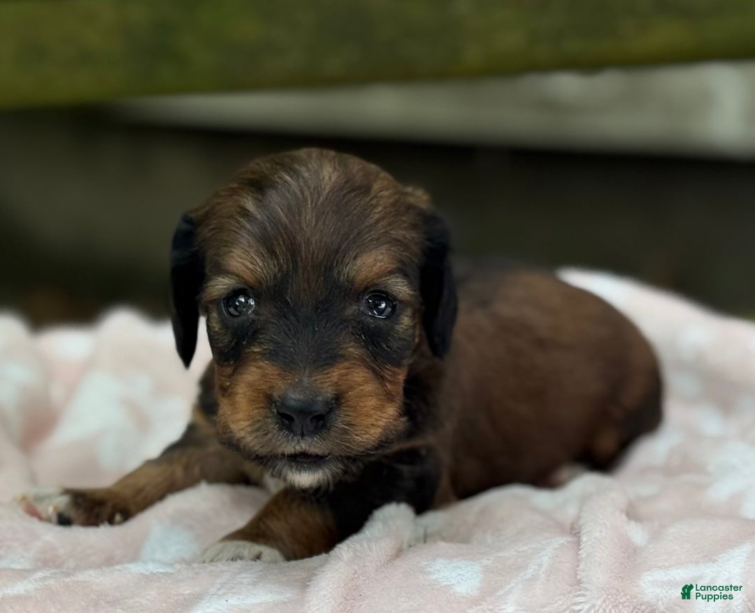 Miniature Dachshund dogs for sale: Dottie - Image 4