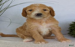 Goldendoodle dogs for sale: Sadie - Image 20