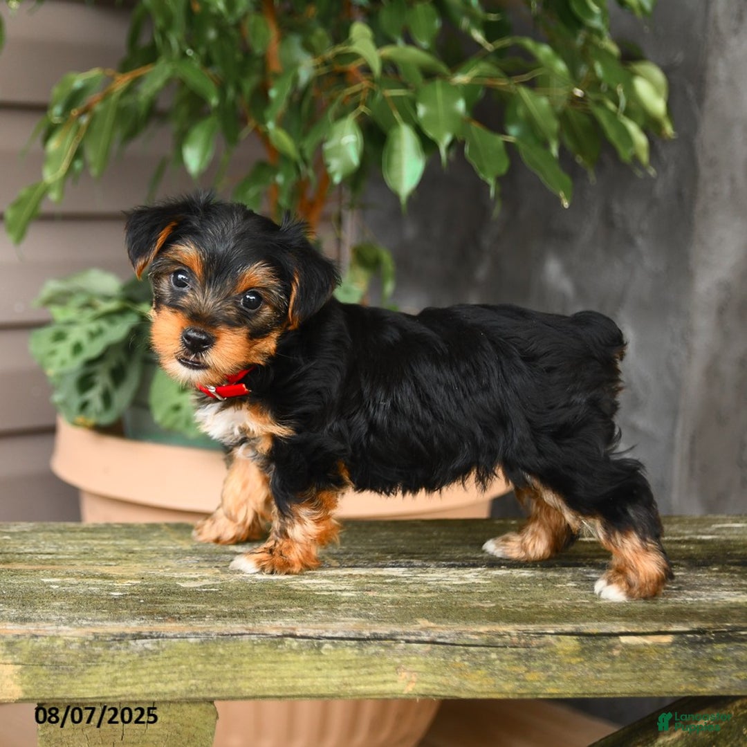 Yorkshire Terrier dogs for sale: Yorkshire Terrier 5 puppies - Image 16