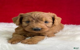 Mini Goldendoodle dogs for sale: Aurora - Image 1