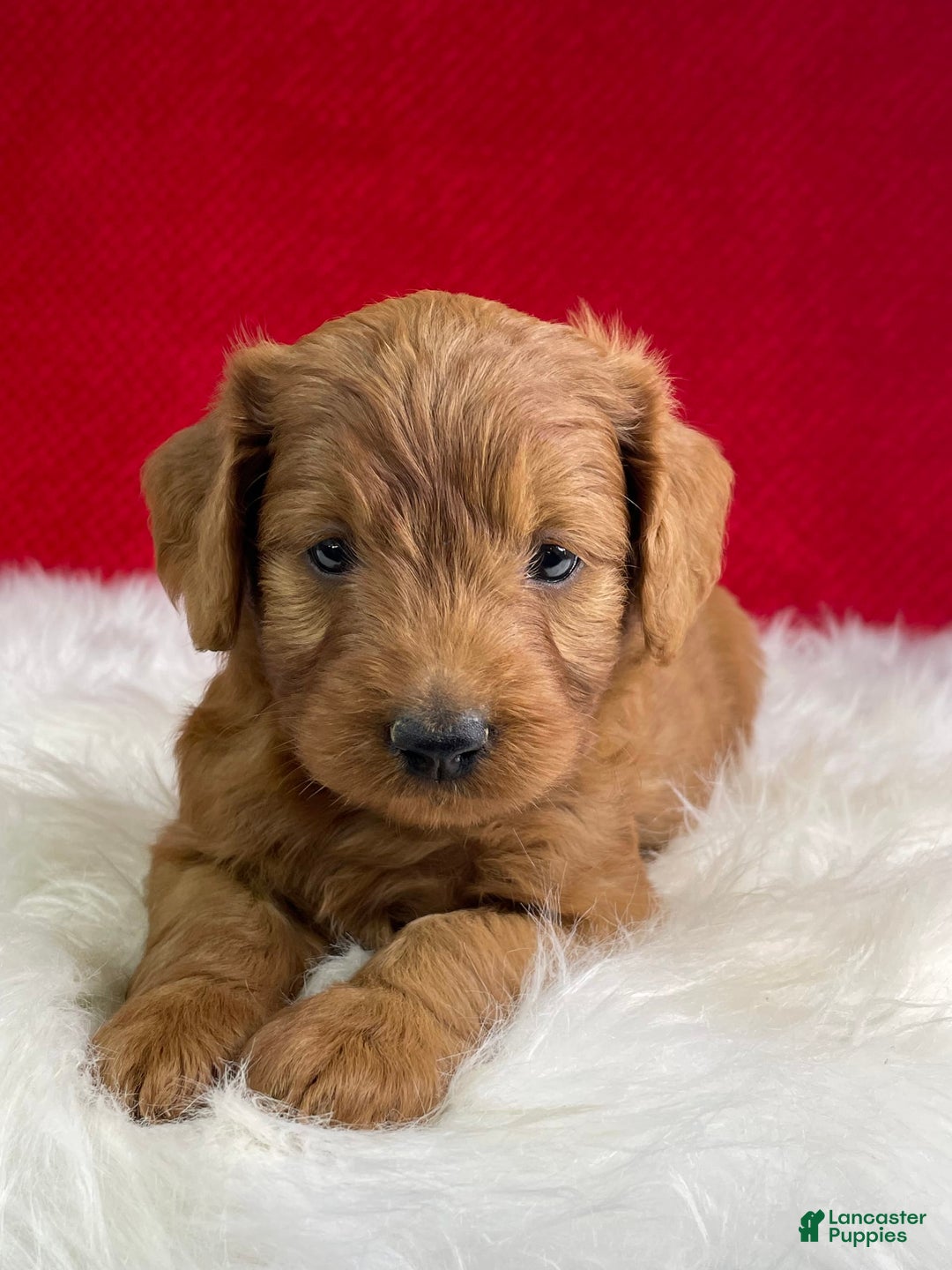 Mini Goldendoodle dogs for sale: Aurora - Image 1